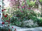 Peter Perovic Gartenbau - Peter Perovic Gartenbau