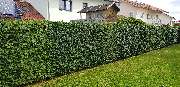 Pfaffenberger Garten-Baum-Zaun - GALLERY