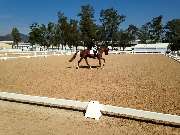 Pferdeklinik am Kottenforst GmbH - Pferdeklinik - Fesselträger-Behandlung