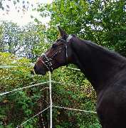 Pferdepension Mürmann - GALLERY