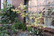 Pflanzen und Gartengestaltung Nienhaus - 3