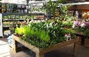 Pflanzencenter Dill - GALLERY