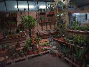 PflanzenWunder - GALLERY