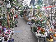 PflanzenWunder - GALLERY