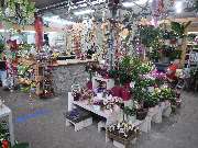 PflanzenWunder - GALLERY