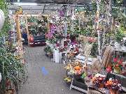 PflanzenWunder - GALLERY