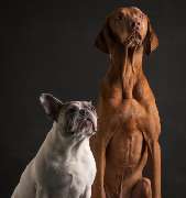 Pfotenliebe Stuttgart Hundeschule - 4