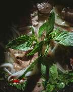 PHO - Noodlebar (Mitte) - 83