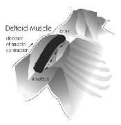 Physio-QI - Institut für physikalische Therapie - 5