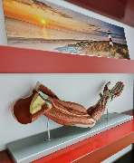 Physiotherapie und Osteopathie Andersch - GALLERY