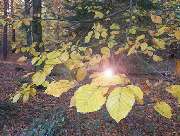 Pietät Wegmann GmbH - GALLERY