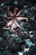 pietschpictures - Ein frischer Oktopus liegt kunstvoll auf Eis und wird von Kräutern und Knoblauch umrahmt. Die kühle Farbgebung und das dramatische Licht verleihen der Szene eine intensive, hochwertige Anmutung.