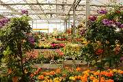 Pirig Gartencenter - GALLERY