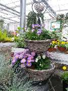 Pirig Gartencenter - GALLERY