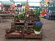 Pirig Gartencenter - GALLERY