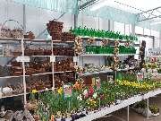 Pirig Gartencenter - GALLERY