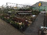 Pirig Gartencenter - GALLERY