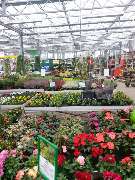 Pirig Gartencenter - GALLERY