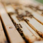 PLACE4BEES GmbH - GALLERY