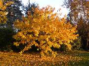 PlantaPhant GmbH - GALLERY