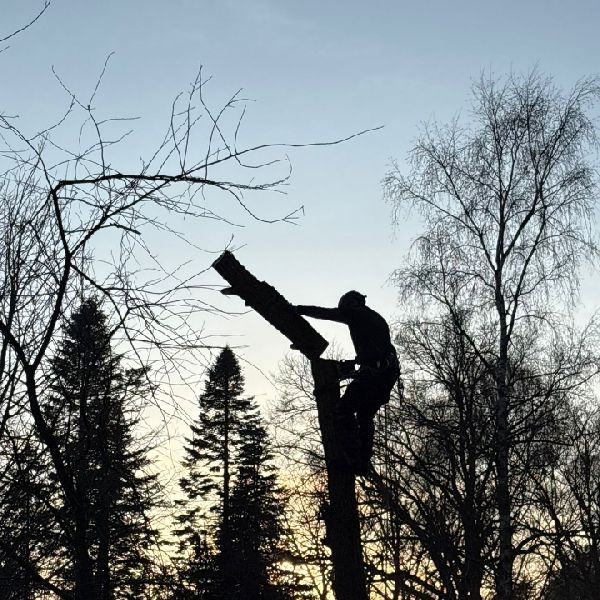 Pohl Forst&Gartenbau - LOGO