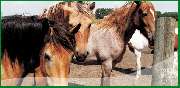 Ponyhof-Pension Hartmann - Pferde