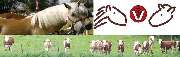 Prakt.Tierarzt Andreas Hensch - Logo Hensch Andreas - Prakt.Tierarzt - Tierarztpraxis Neuburg an der Kammel