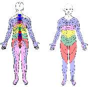 Praxis D. Th. Hoffmann - Dermatome dorsal und ventral.jpg