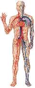 Praxis Dr. med. Tobias Pinkau | Innere Medizin | Kardiologie | Notfallmedizin | München - Körper_ Praxis Dr. med. Tobias Pinkau | Innere Medizin | Kardiologie | Notfallmedizin | München