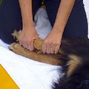 Praxis für Kleintiere und Tierphysiotherapie Elma Strauch - GALLERY