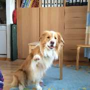 Praxis für Logopädie Huber - Wiltsch - Sprachtherapie in München - Praxis Hund Logopädische Praxis Huber-Wiltsch | München