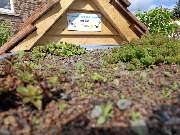 PRO DACH 23 Inh. Stefan Schmidt - Dachbegrünung