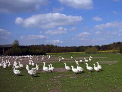 PROHAV Halbendorf mbH & Co. Landwirtschafts KG Gef …