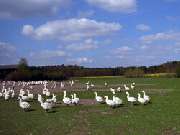 PROHAV Halbendorf mbH & Co. Landwirtschafts KG Geflügelzucht - 2