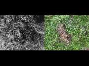 PS Dronography - Jungtierrettung 1