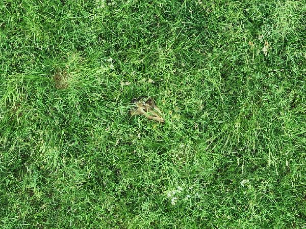 PS Dronography - Kitzrettung 2.JPG