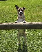 psdoglife - psdoglife