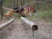 psdoglife - psdoglife