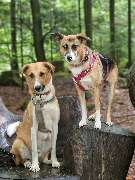 psdoglife - psdoglife