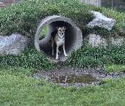 psdoglife - psdoglife