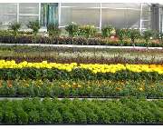 Pürzer Markus - GALLERY