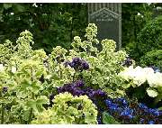 Pürzer Markus - GALLERY