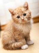 Purrfect Cat Hotel Hamburg - GALLERY