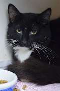 Purrfect Cat Hotel Hamburg - GALLERY