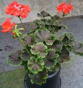 Ralf Paul Pelargonien - 1