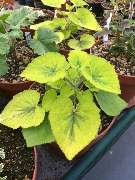 Ralf Paul Pelargonien