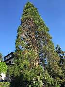 Rama - Baumfällung & Garten- und Landschaftsbau Ditzingen - Baumfällung Ditzingen