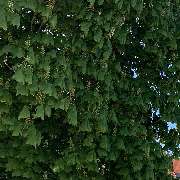 Reethaus Svantevit - Ferienhaus - GALLERY