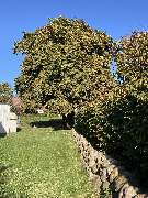 Reethaus Svantevit - Ferienhaus - GALLERY