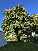 Reethaus Svantevit - Ferienhaus - GALLERY